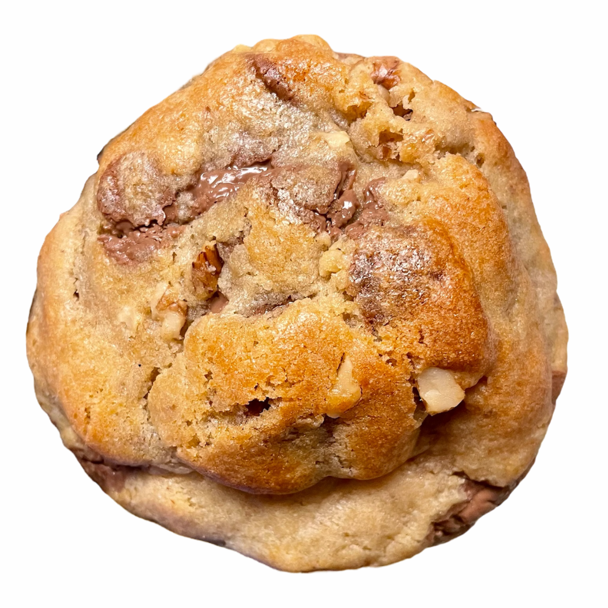Classic Walnut Chocolate Chip Gourmet Cookie